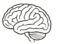 Brain